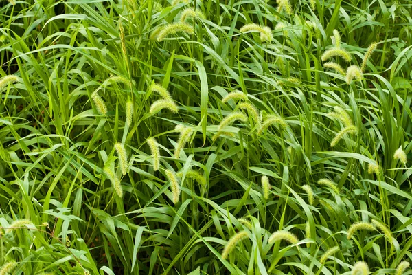 Зелений foxtail — стокове фото