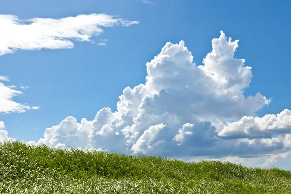 Gräs och sommaren thunderhead — Stockfoto