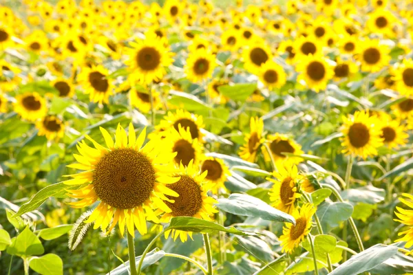 Campo di girasole — Foto Stock