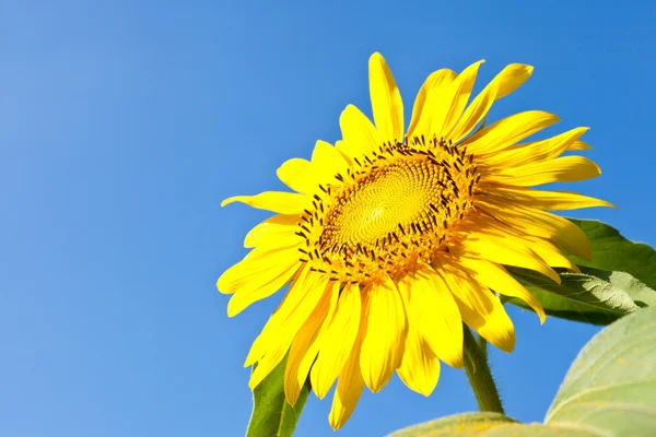 Ayçiçeği ve mavi gökyüzü