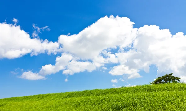 Meadows and summer sky — Stock Photo, Image