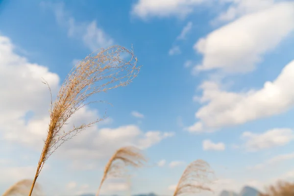 Pampas gras en hemel — Stockfoto