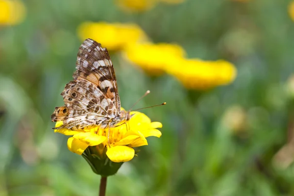 Szczotka footed motyl i kwiaty żółte — Zdjęcie stockowe