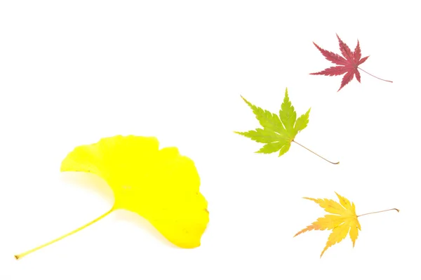 Liść Ginkgo biloba i liście klonu — Zdjęcie stockowe