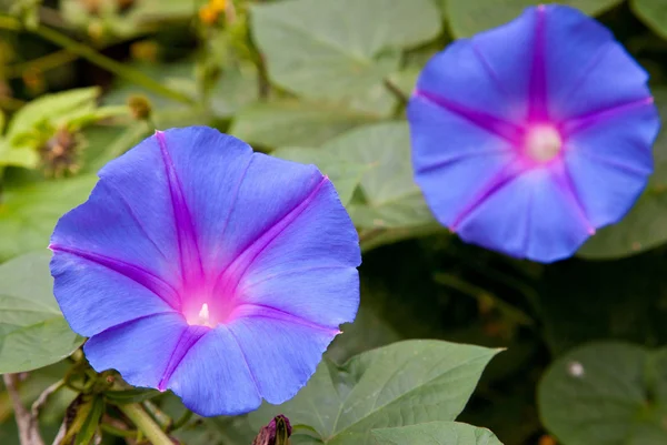 Morning glory flowers — Stock Photo, Image