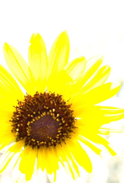 Girasol — Foto de Stock