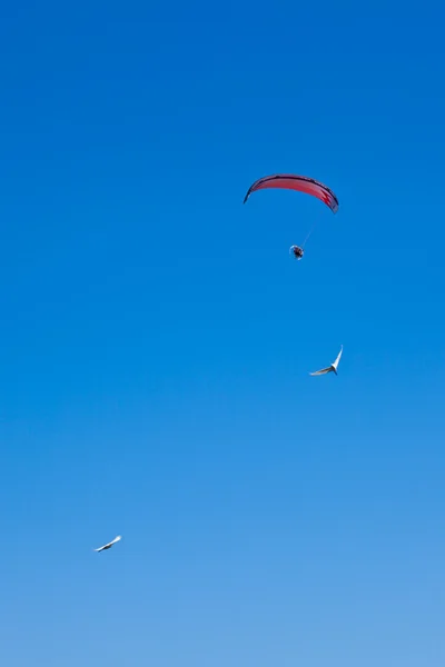 Błękitne niebo i ptaki i parasail — Zdjęcie stockowe