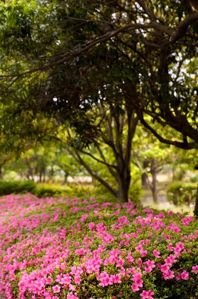 Azalea — Stockfoto