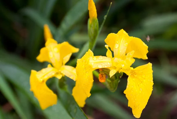 Gele iris — Stockfoto