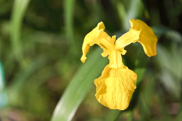 Gul iris — Stockfoto