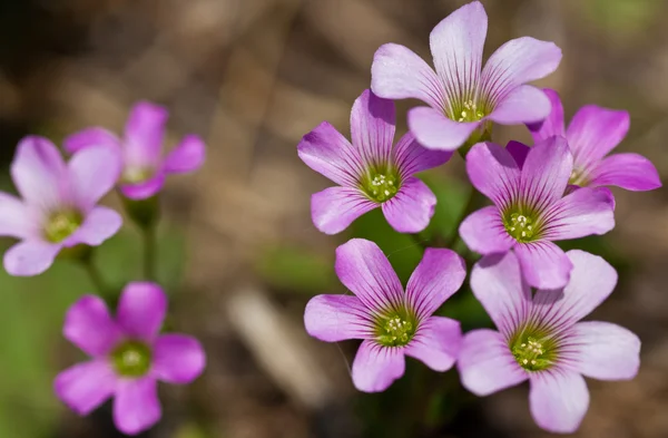 Gypsofila — Stockfoto