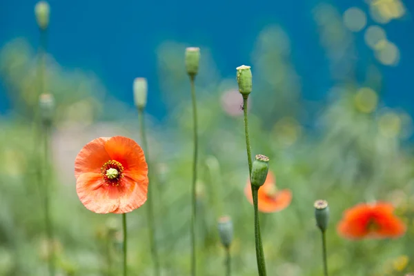 Corn poppy — Stock fotografie