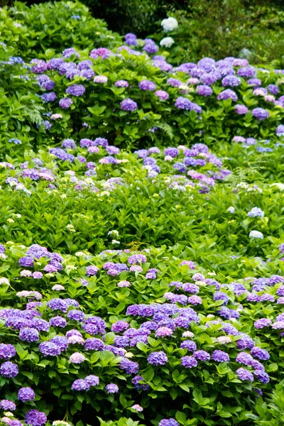 Hydrangea — Stock Photo, Image