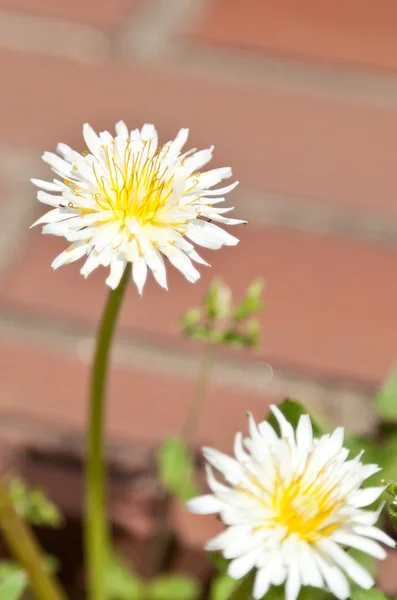 White dandelion — Stock Photo, Image