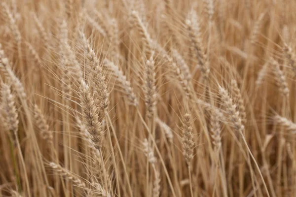 Campo di grano — Foto Stock