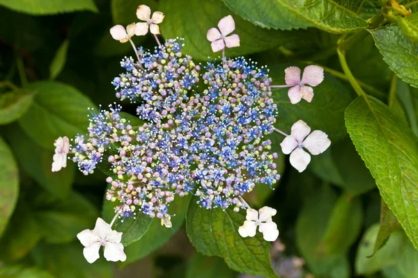 Brotes de hortensia — Foto de Stock