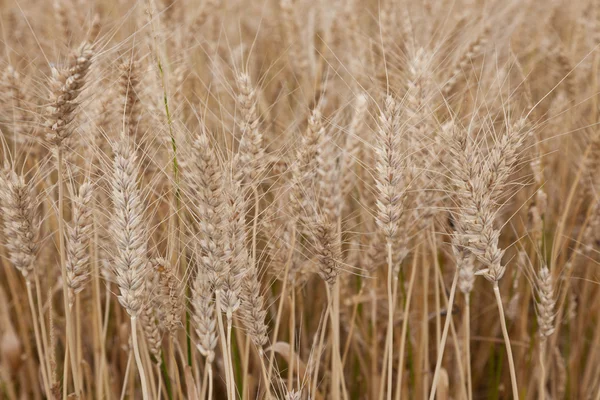 Campo de trigo — Fotografia de Stock