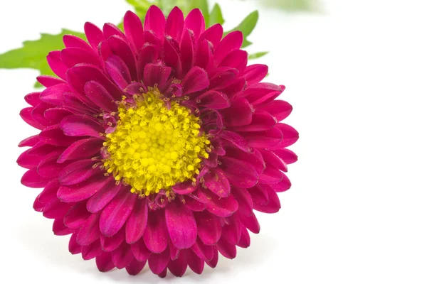 Kwiat astor — Zdjęcie stockowe