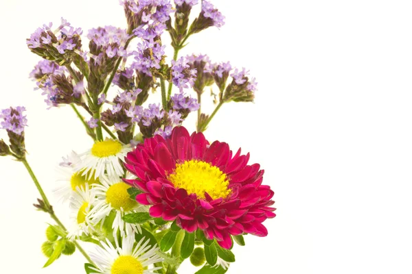 Aster und Wildblumen — Stockfoto