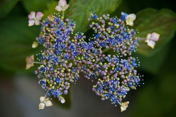 Botões de hortênsia — Fotografia de Stock