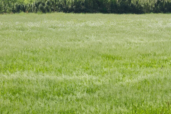 Grünland im Frühsommer — Stockfoto