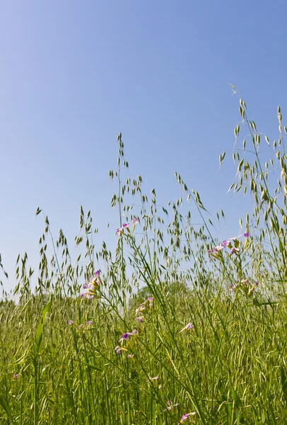 Lente weide — Stockfoto