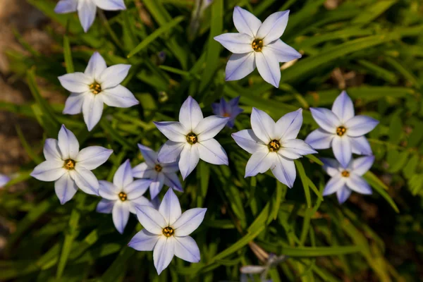 Gwiazda kwiat wiosna — Zdjęcie stockowe