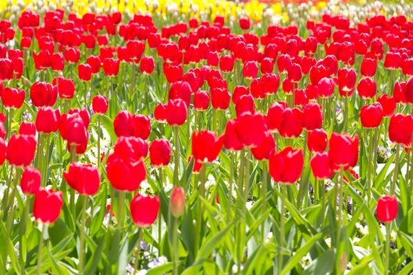 Tulipanes rojos —  Fotos de Stock