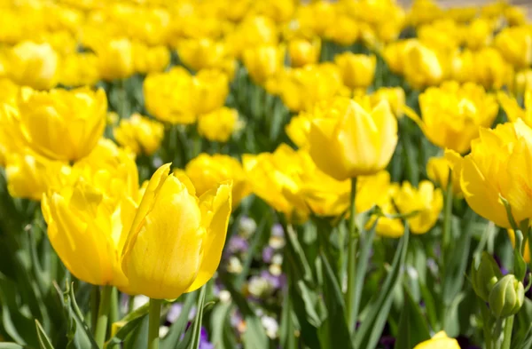 Žluté tulipány — Stock fotografie