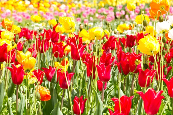 Tulipani rossi e gialli — Foto Stock