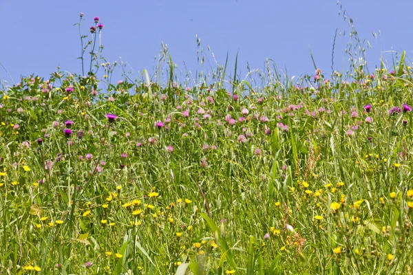 Distel und wilde Chrysantheme — Stockfoto