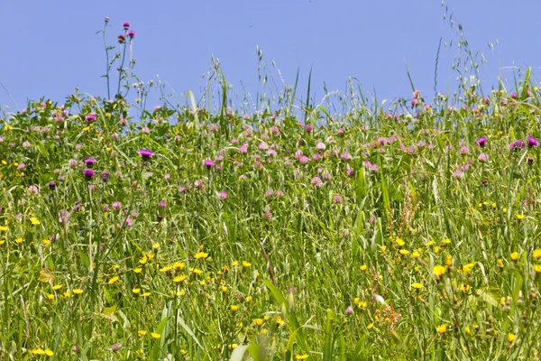 Tidsel og vilde krysantemum blomst - Stock-foto