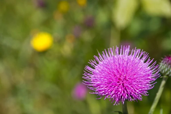 Thistle flower — Stock Photo, Image