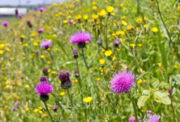 Prati e fiori di cardo all'inizio dell'estate — Foto Stock