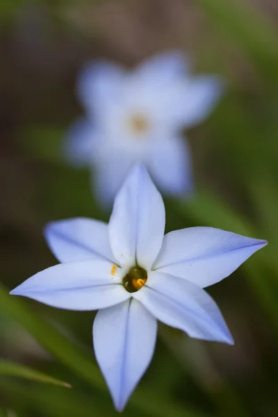 Printemps étoile fleur — Photo