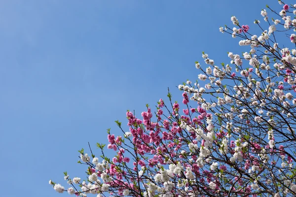 Albero di ciliegio a doppio fiore rosso e bianco e cielo blu — Foto Stock