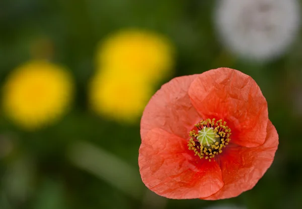 Corn poppy — Stock fotografie