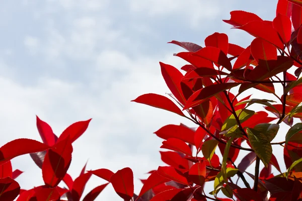 Japanische Photinien — Stockfoto