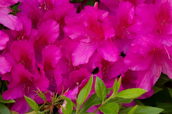 Roze azalea — Stockfoto