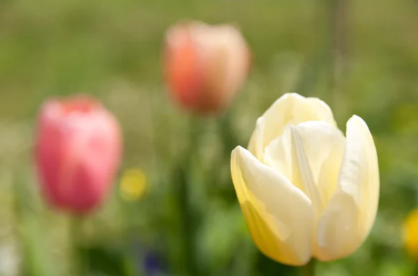Кремовый тюльпан — стоковое фото