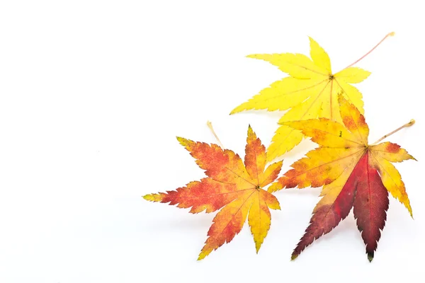 Autumn Maple Leaf — Stock Photo, Image