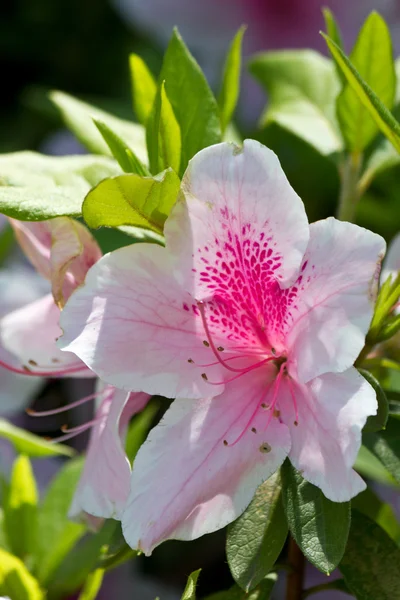 Witte en roze azalea — Stockfoto