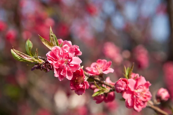 Švestkové květy — Stock fotografie
