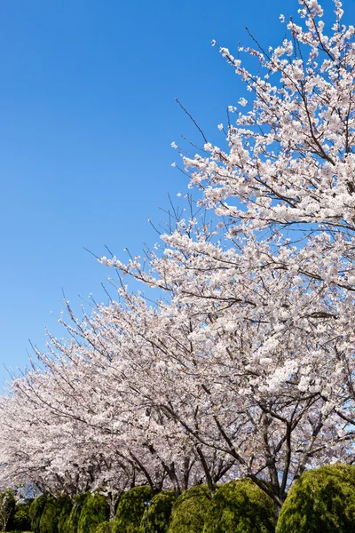 Bosque de flores de cerezo — Foto de Stock