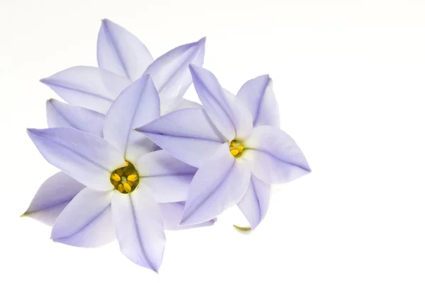 Spring star — Stock Photo, Image