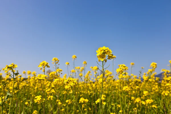 Flores de estupro — Fotografia de Stock