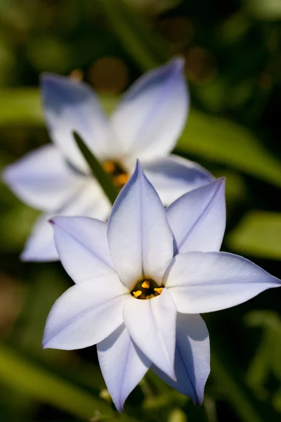 Bloem van voorjaar starflower — Stockfoto