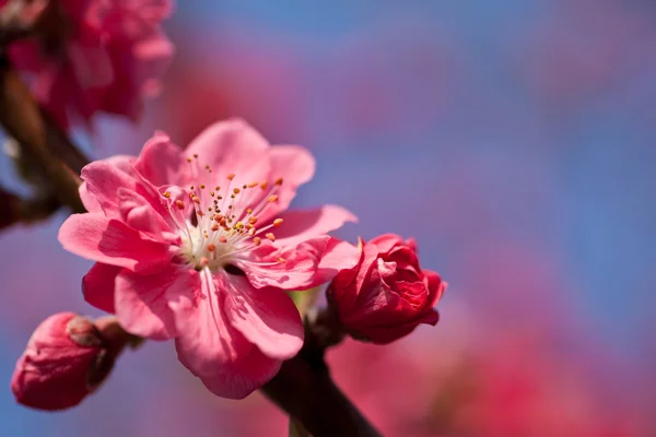 Fleur de prune — Photo