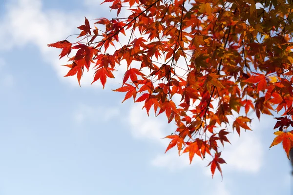 Кленовые листья и голубое небо — стоковое фото