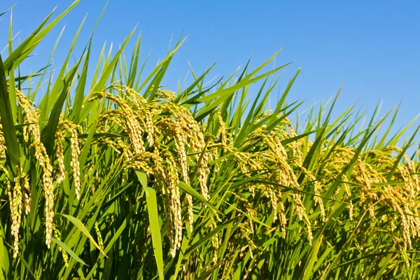 Arroz y cielo otoñal Imágenes de stock libres de derechos